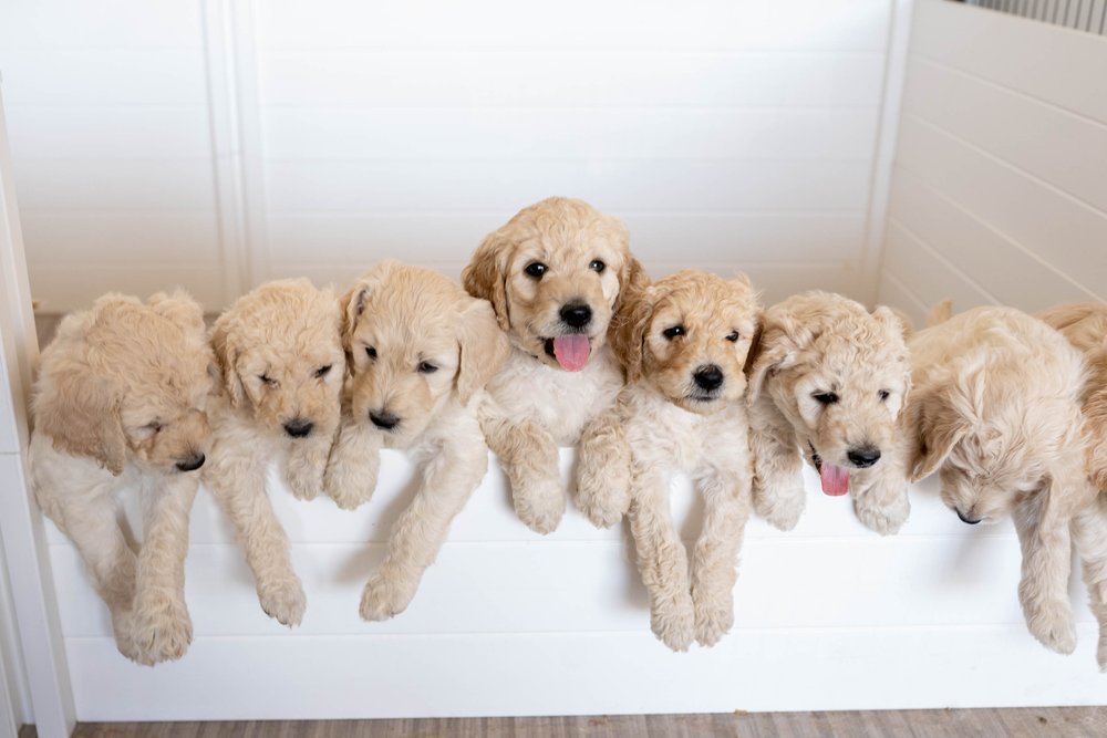 Daisy goldendoodle online